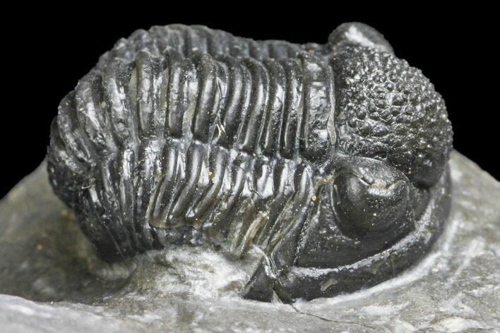 Detailed Gerastos Trilobite Fossil - Morocco #145755